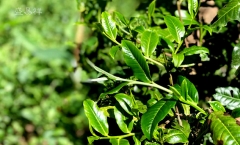 我心中的曼松普洱贡茶:2024年春茶预售，即将开始！
