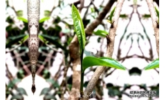 Ϊʲôغܽն裿